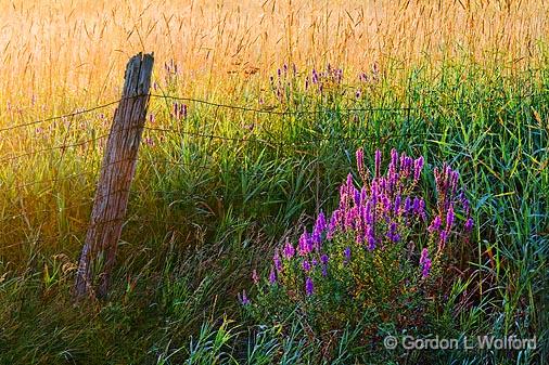Fencepost_13802.jpg - And Purple LoosestrifePhotographed near Smiths Falls, Ontario, Canada.